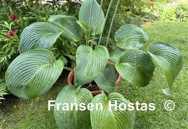 Hosta Birchwood Elegance