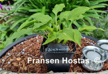 Hosta Birchwood Gem