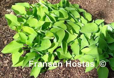 Hosta Birchwood Parky's Gold