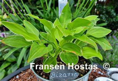 Hosta Bizarre