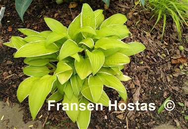 Hosta Bizarre