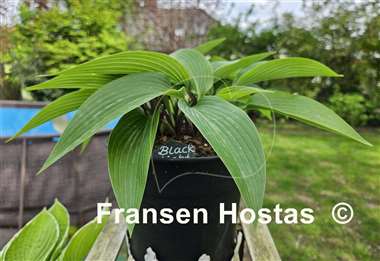 Hosta Black Light