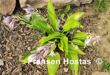 Hosta Black Light