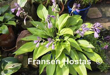 Hosta Black Light