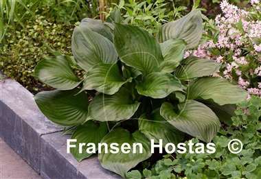 Hosta Black Onyx