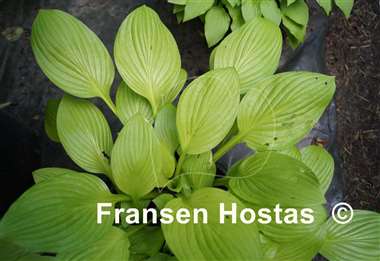 Hosta Blackfoot