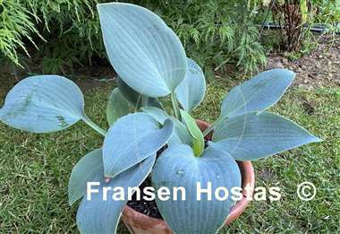 Hosta Blaue Venus