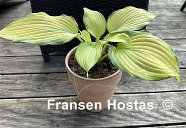 Hosta Blazing Hot