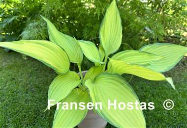 Hosta Blazing Hot