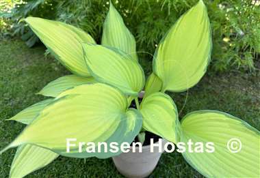 Hosta Blazing Hot