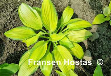 Hosta Blazing Hot