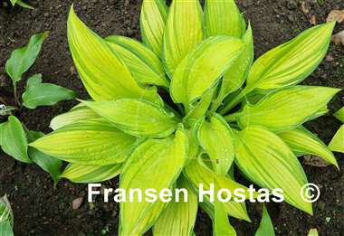 Hosta Blazing Hot