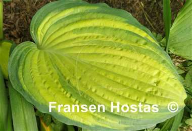 Hosta Blazing Hot