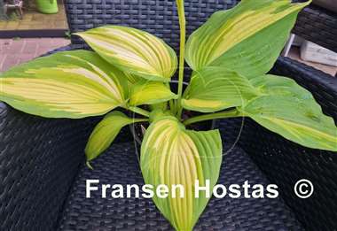 Hosta Blazing Hot