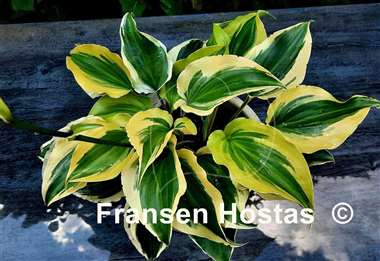 Hosta Blitz