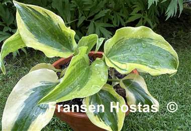 Hosta Blitz