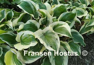 Hosta Blitz
