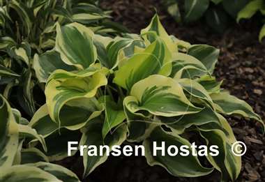 Hosta Blitz