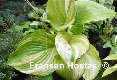 Hosta Blizzard