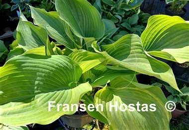 Hosta Blizzard