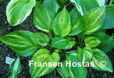 Hosta Blizzard
