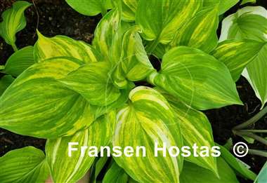 Hosta Blizzard