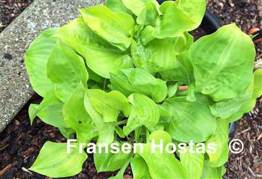 Hosta Blonde Ambition
