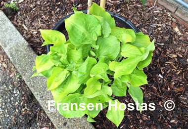 Hosta Blonde Ambition