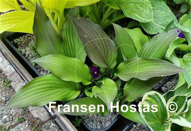 Hosta Bloodline