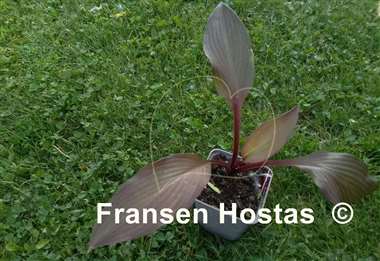 Hosta Bloodline