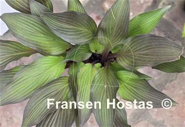 Hosta Bloodline