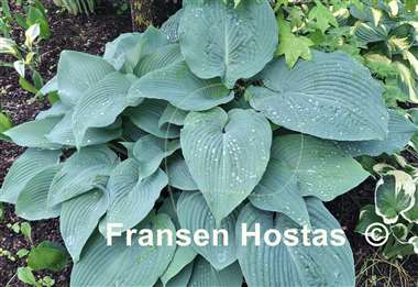 Hosta Blue Angel