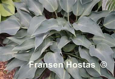 Hosta Blue Arrow