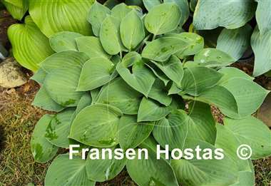 Hosta Blue Belle