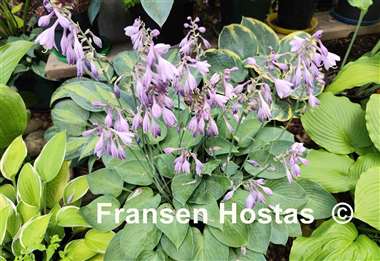 Hosta Blue Belle
