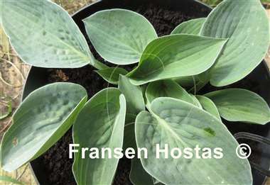 Hosta Blue Biscuit