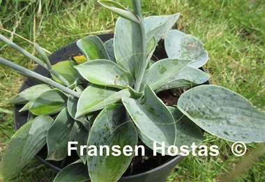 Hosta Blue Biscuit