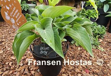 Hosta Blue Boy