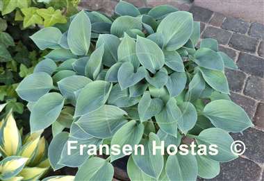 Hosta Blue Cadet