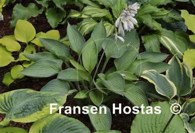 Hosta Blue Canoe