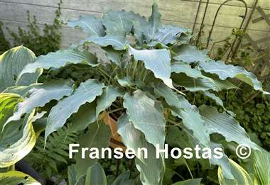 Hosta Blue Cascade