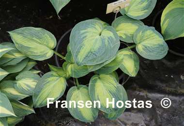 Hosta Blue Circle