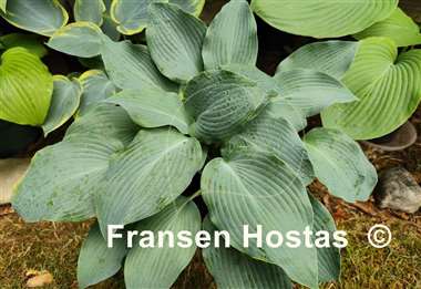 Hosta Blue Dimples