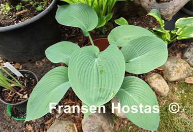 Hosta Blue Dome