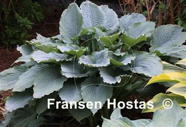 Hosta Blue FH Collection 2024