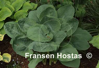 Hosta Blue FH Collection 2024