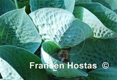 Hosta Blue FH Collection 2024