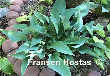 Hosta Blue FH Collection 2024