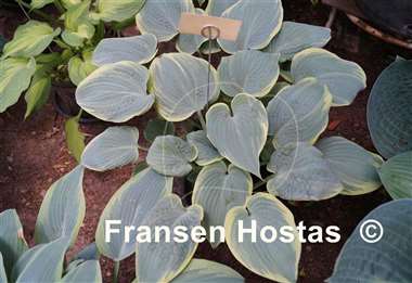 Hosta Blue Flame