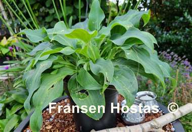 Hosta Blue Haired Lady